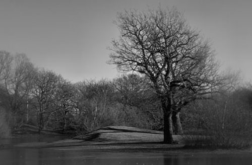 Winter Tree
